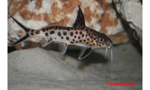Synodontis multpunktatus